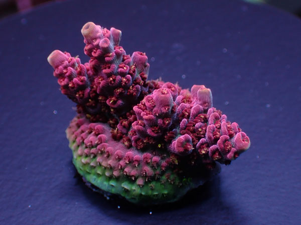 Aus Acro Hyacinthus-Wild Fire - No.217