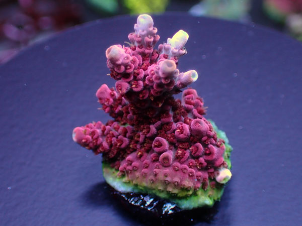 Aus Acro Hyacinthus-Wild Fire - No.218