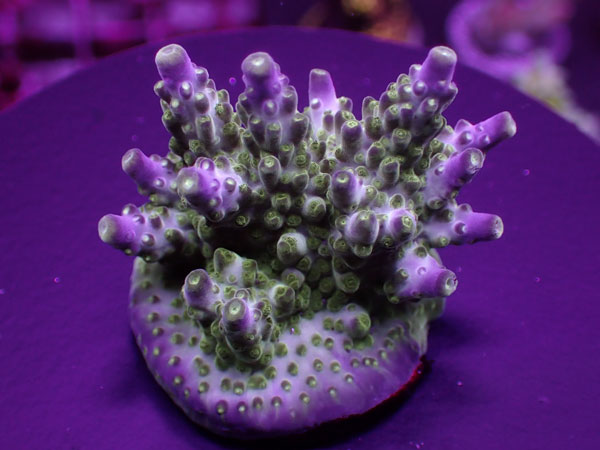 SR Acro Green&Purple Meanie No.222