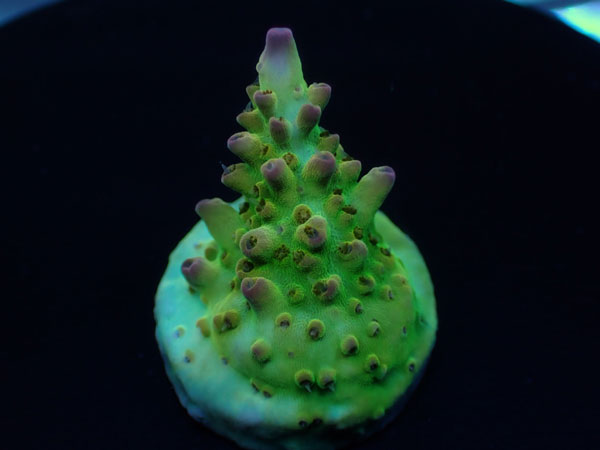 Aus Cairns Acro Sp.-Ultra Grade - No.225