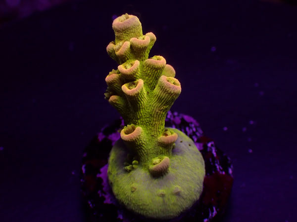 GB Indo Acro Eleganthula-Special Acro- No.227
