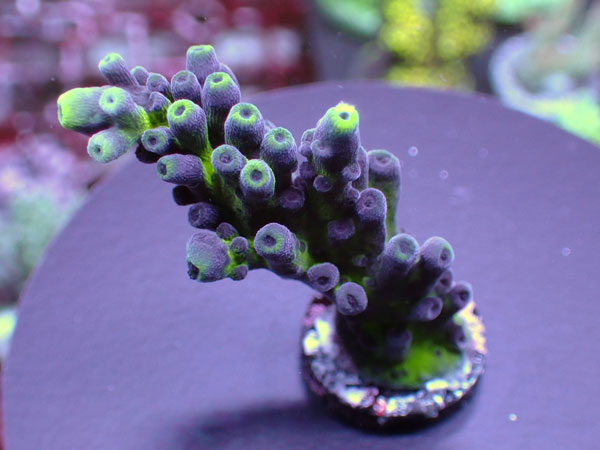 Uro Coral UC Miyagi Tort No.233
