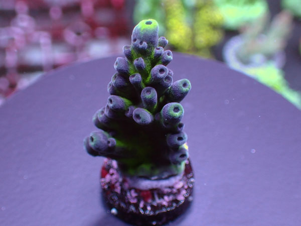 Uro Coral UC Miyagi Tort No.234