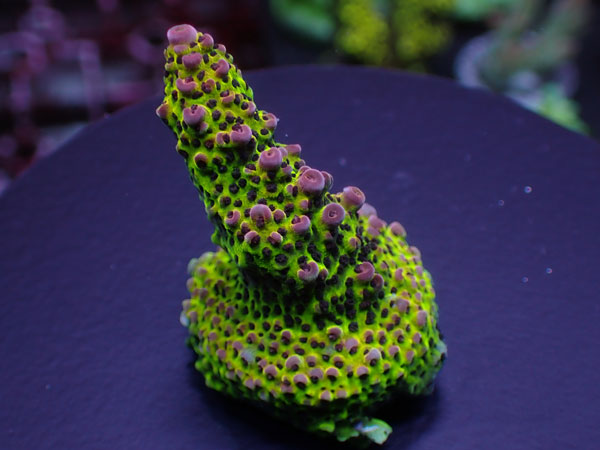 Acro Donei-Indo Donei-　 No.235