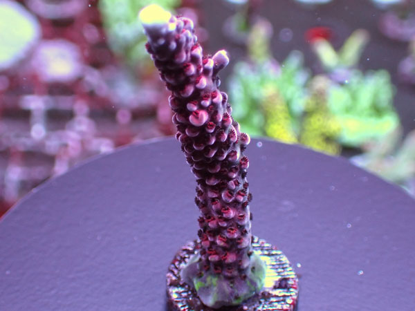 Uro Coral UC Red Robin No.237