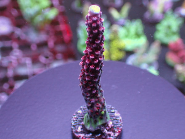 Uro Coral UC Red Robin No.238
