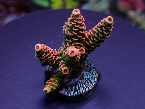 Acro Millepora-Sunset Mille- No.239