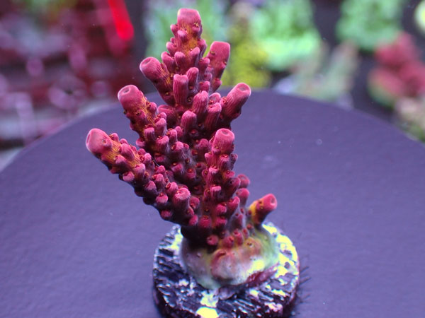 US Acro-PC Rainbow- No.242