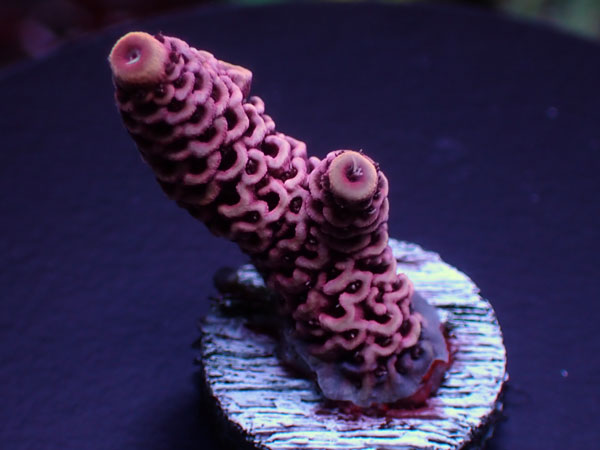 Acro Millepora-Pink-　 No.243