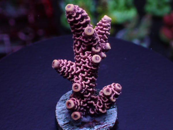 Acro Millepora-Pink- No.244