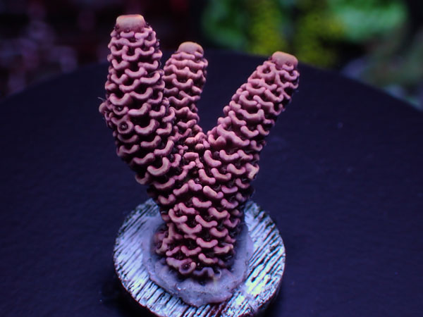 Acro Millepora-Pink- No.245