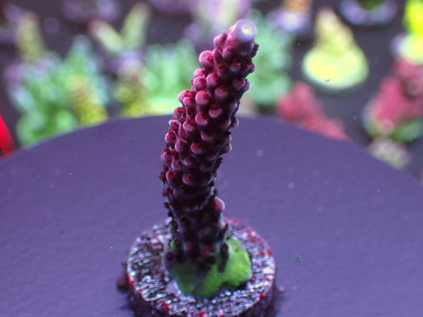 Uro Coral UC Red Robin No.246