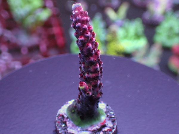 Uro Coral UC Red Robin No.247