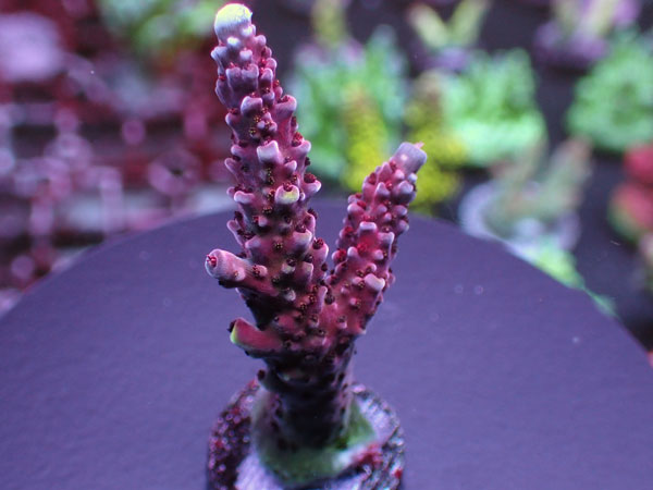 Uro Coral UC Red Robin No.248