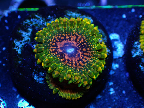 US Zoa  Grand Master Krakatoa フラグ販売　No.01