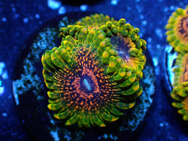 US Zoa  Grand Master Krakatoa フラグ販売　No.02