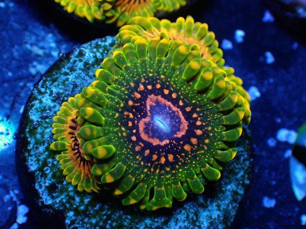 US Zoa  Grand Master Krakatoa フラグ販売　No.04