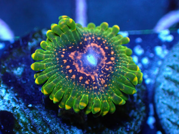 US Zoa  Grand Master Krakatoa フラグ販売　No.05