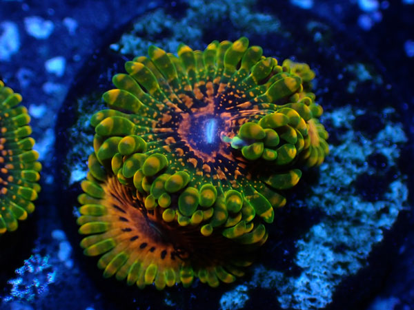 US Zoa  Grand Master Krakatoa フラグ販売　No.07