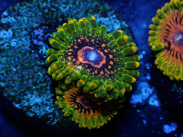 US Zoa  Grand Master Krakatoa フラグ販売　No.08