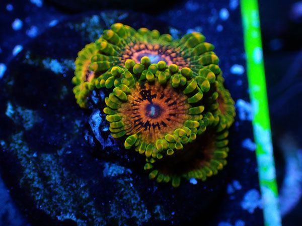 US Zoa  Grand Master Krakatoa フラグ販売　No.10