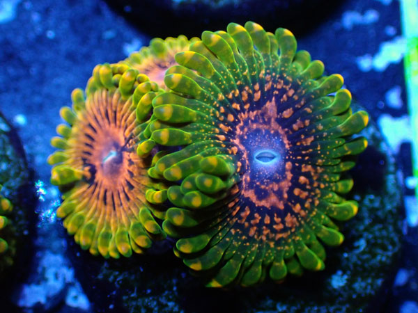 US Zoa  Grand Master Krakatoa フラグ販売　No.11