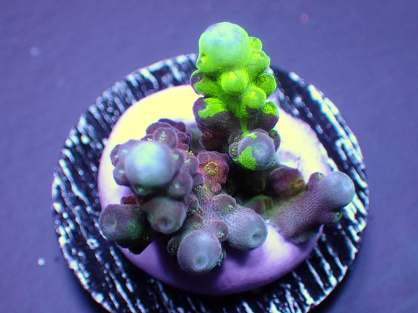 SR Grafted Cherry Blossom  No.301