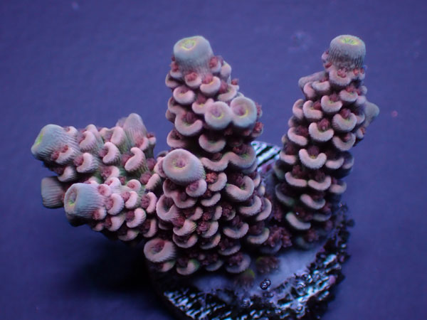 Indo Acro Tenuis-Special-  No.306