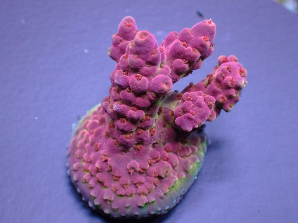 AUS Acro Sp.-Del Fuego-  No.308