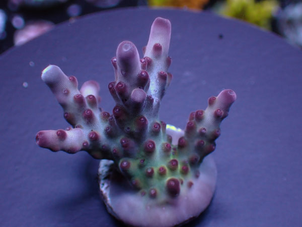 Indo Acro Sp.-Special Smooothkin-  No.312