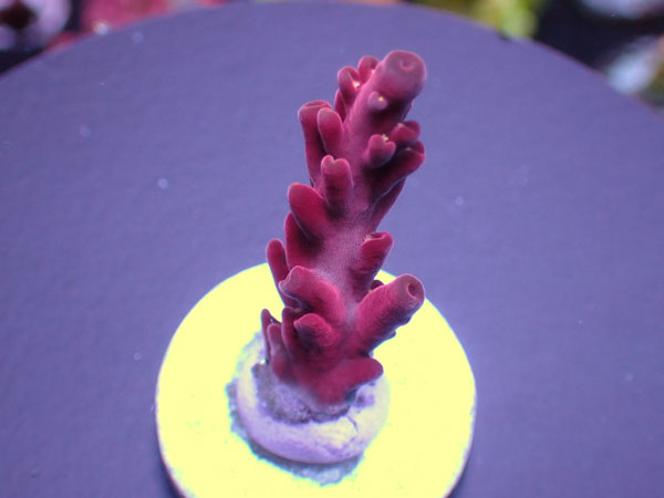 UCA Cherry Blossom-Acro Rosaria-No.313