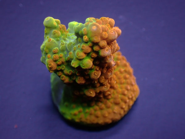 GB Indo Acro Divaricata-Yellow-  No.314
