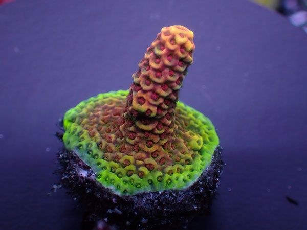 Aus Acro Prostlata-Redpolyp-  No.320