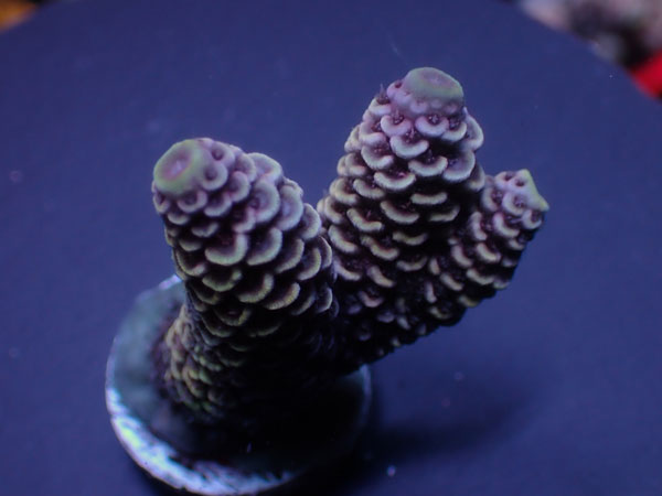 Aus Cairns Acro Spathulata-Purple Rainbow-  No.324