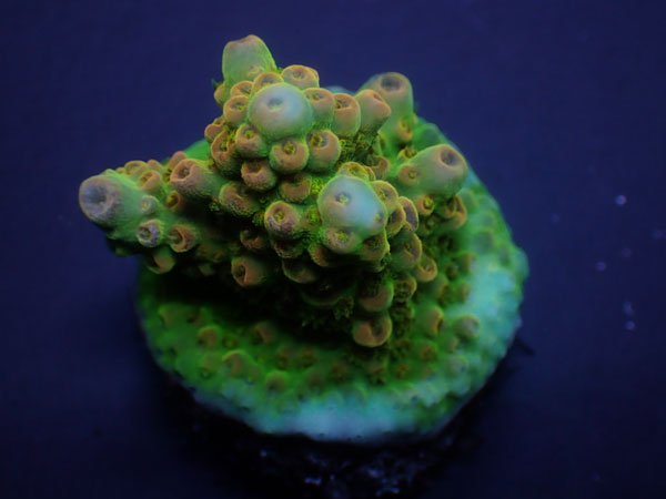 Aus Acro Sp.-ULTRA-  No.326