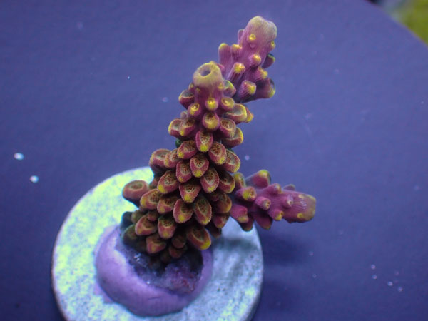 Indo Acro Divaricata-Rainbow Loom-  No.328