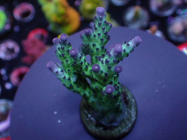 Indo Acro Subulata  No.329