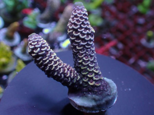 Aus Cairns Acro Spathulata-Purple Rainbow-  No.330