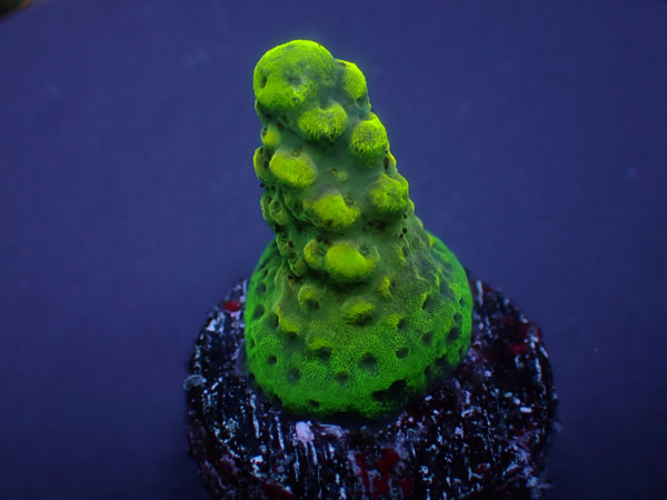 Aus Acro Sp.-ULTRA Purple Yellow-  No.332