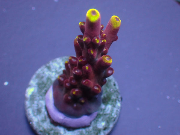 US Jason Fox-JF Fox Flame- No.335