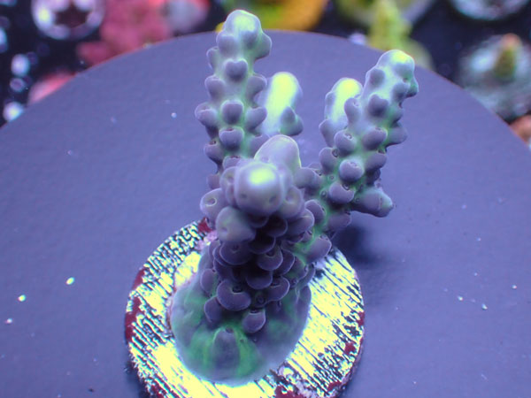 Aus Cairns Acro Loripes-Purple-  No.336