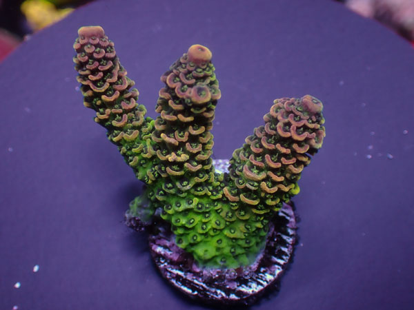  Indo Acro Millepora-Rainbow-  No.337