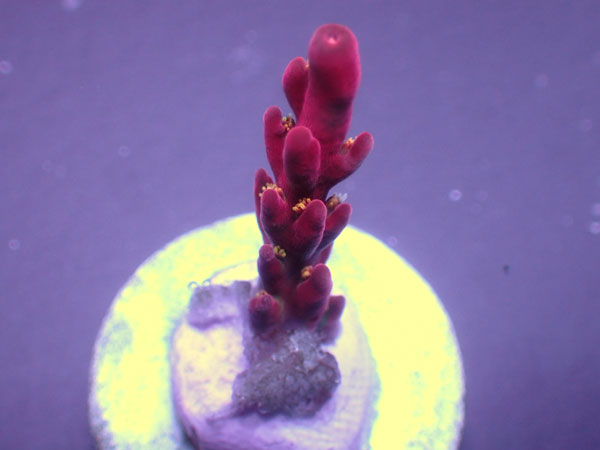UCA Cherry Blossom-Acro Rosaria-No.340