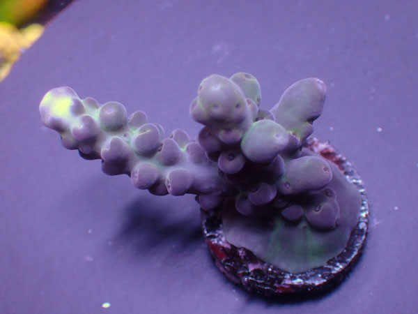 Aus Cairns Acro Loripes-Purple-  No.341