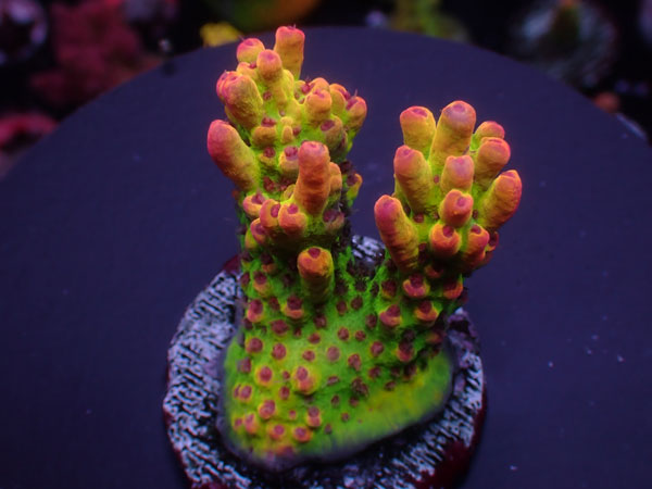 Aus Acro Microclados-Strawberry Shortcake-  No.342
