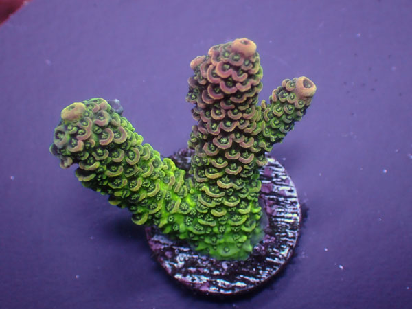  Indo Acro Millepora-Rainbow-  No.343