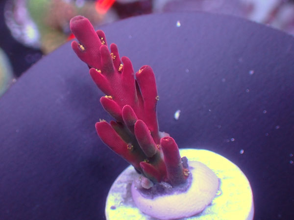 UCA Cherry Blossom-Acro Rosaria-No.346