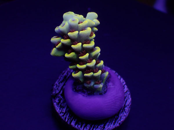 【単品販売】Indo Acro Tenuis-Burning BANANA Tenuis- No.401