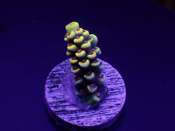 【単品販売】Indo Acro Tenuis-Burning BANANA Tenuis- No.406