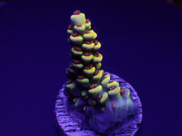 【単品販売】Indo Acro Tenuis-Burning BANANA Tenuis- No.407